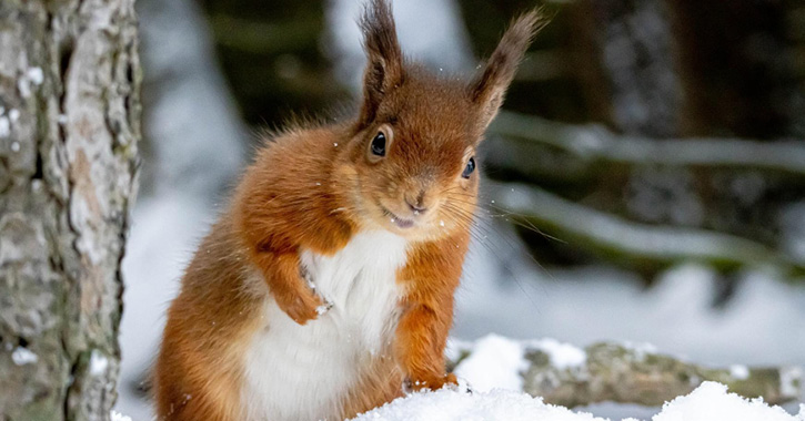 red squirrel looking directly at camera in a snow covered landscape